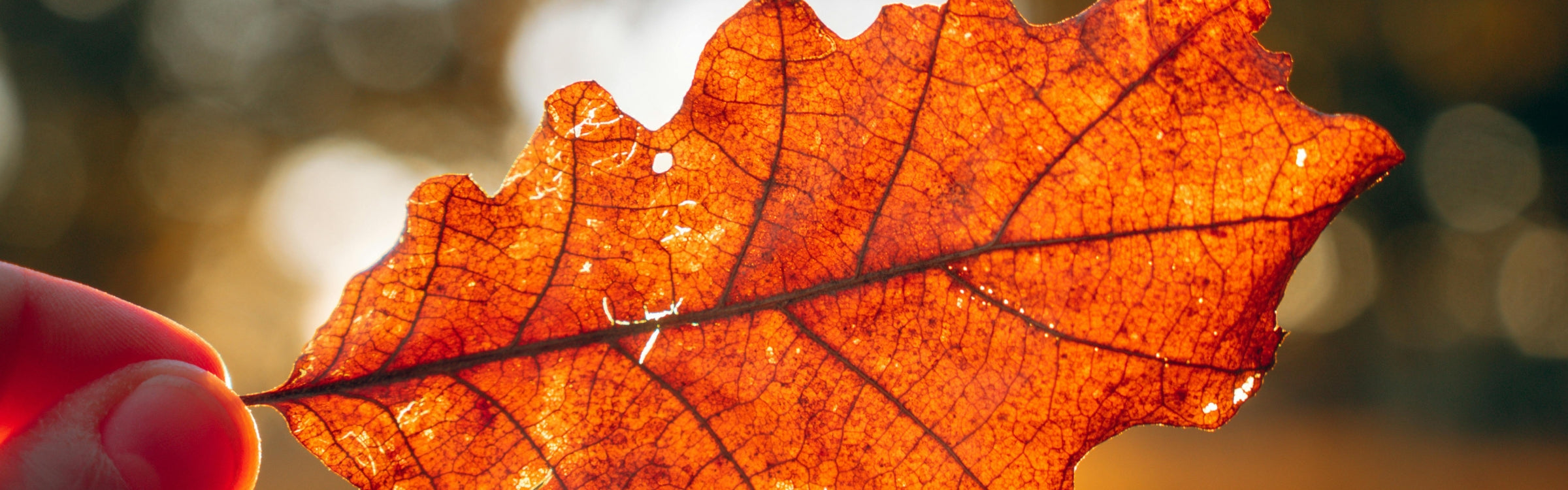 Vertragen in de herfst